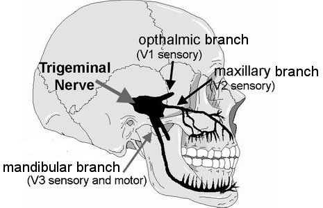 Trigeminal nerve, sinus, eyes, sensory, motor, roots of teeth, sinuses